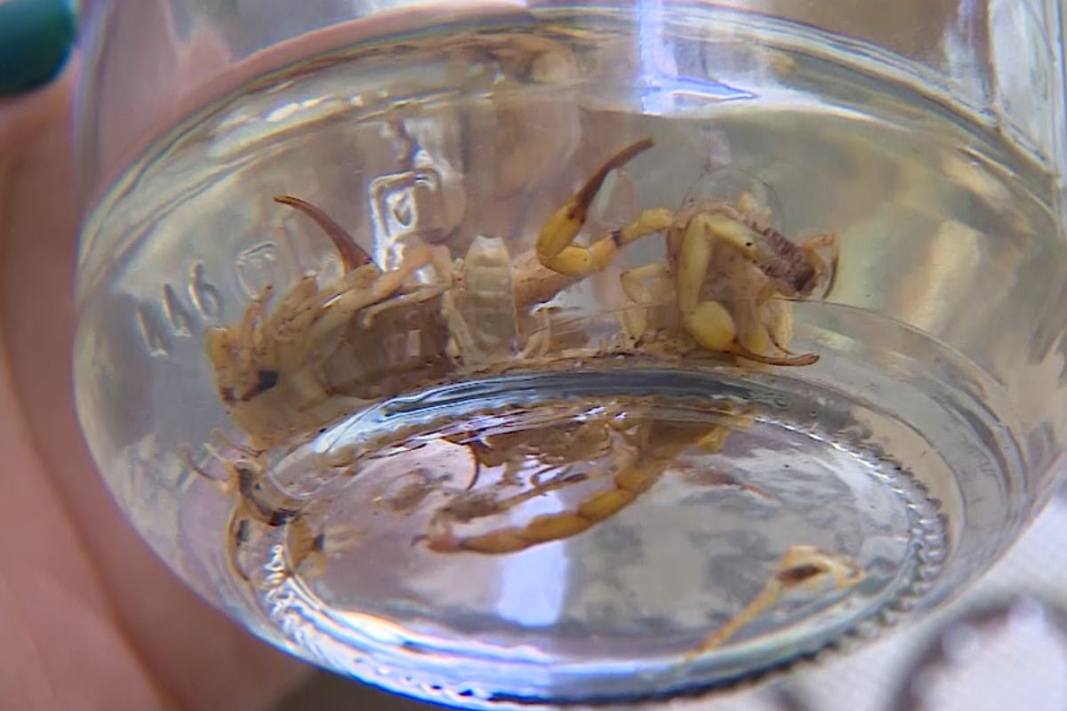 Moradores relatam infestação de escorpiões no Vila Branca, em Jacareí; veja como agir se você for picado