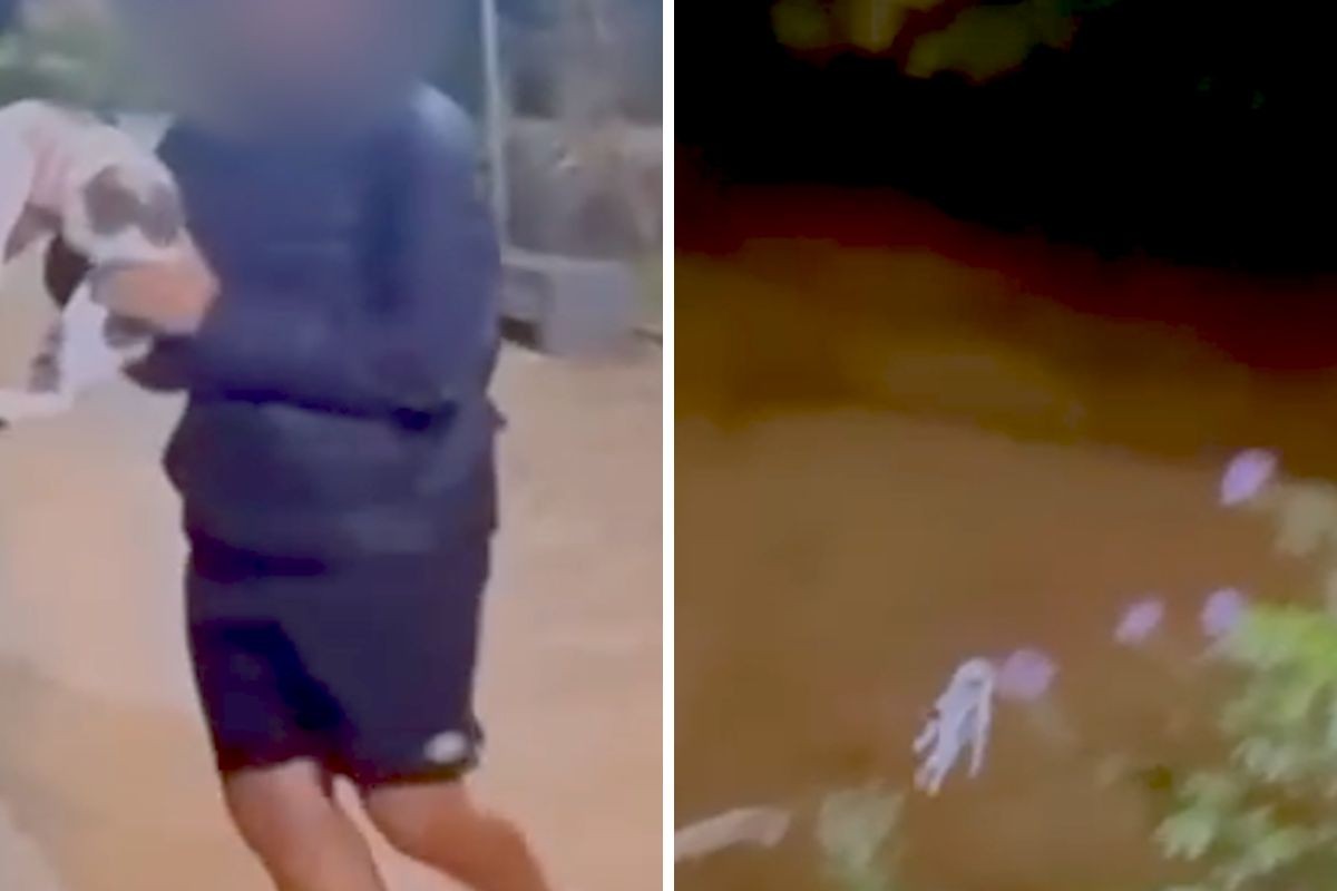 Polícia investiga adolescente filmado arremessando gato em rio em São Luiz do Paraitinga, no interior de SP