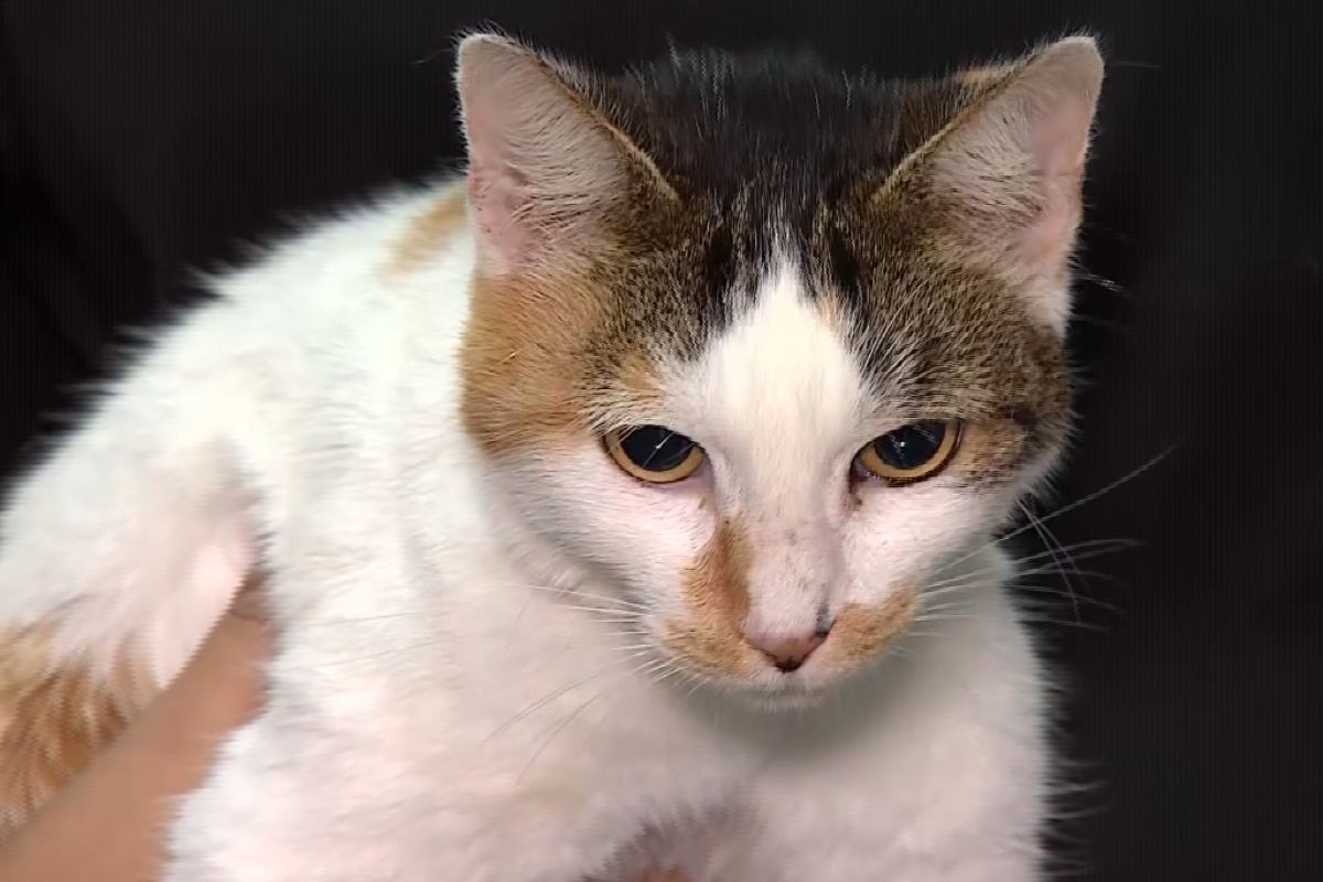 Gata arremessada em rio de São Luiz do Paraitinga passa por recuperação de 10 dias; veja vídeo