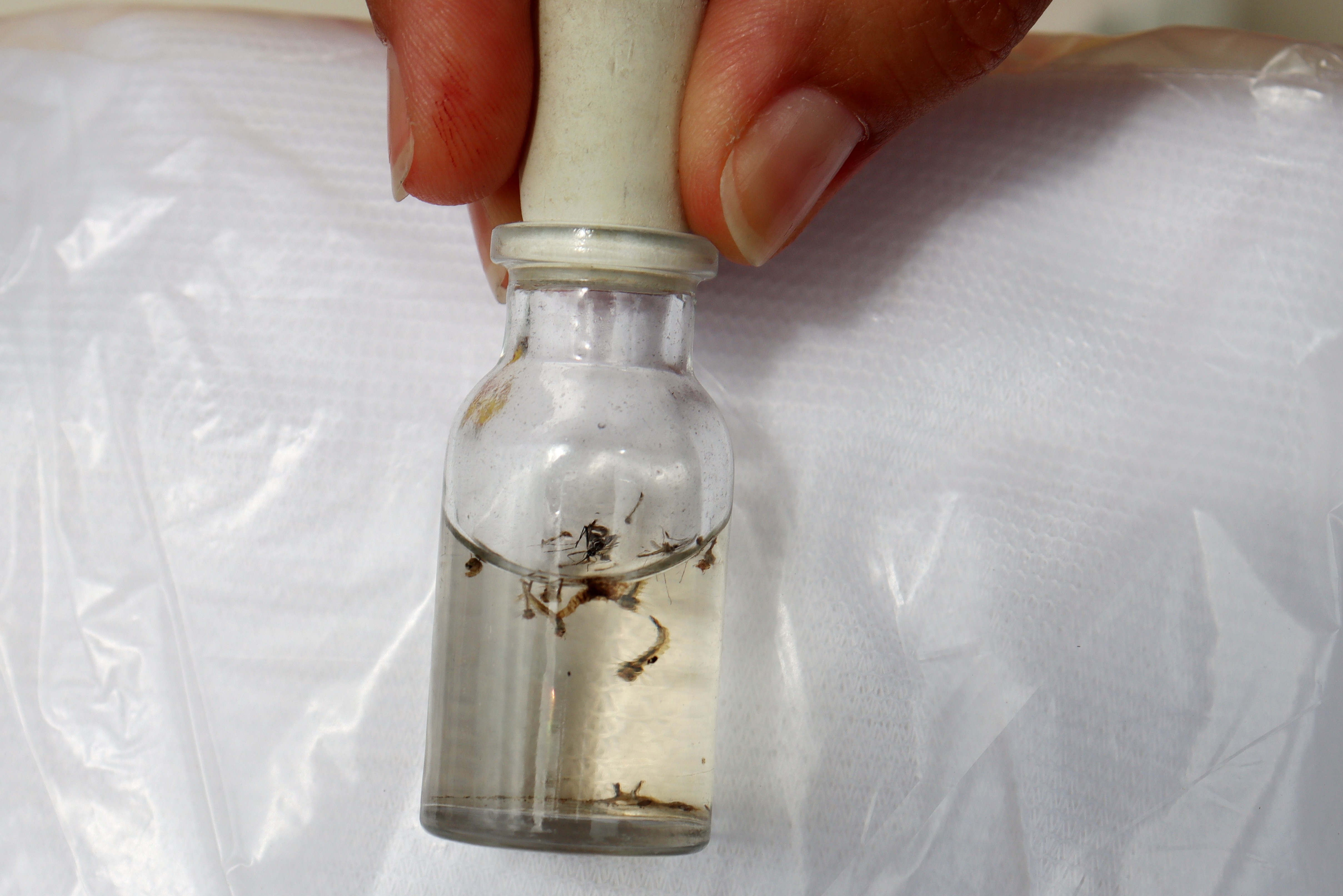 Caraguatatuba intensifica ações contra dengue e chikungunya