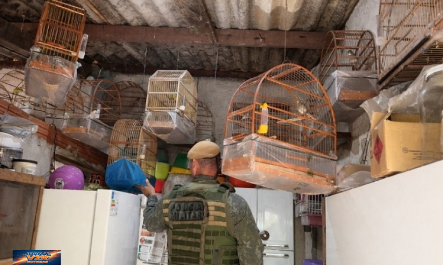 Polícia Ambiental resgata aves silvestres mantidas em cativeiro irregular em Ilhabela e aplica multa superior a R$ 20 mil