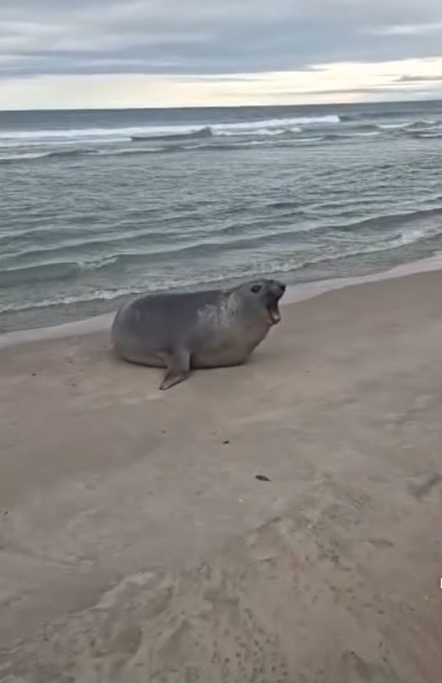 Elefante-marinho visita praia de Juquehy e surpreende banhistas
