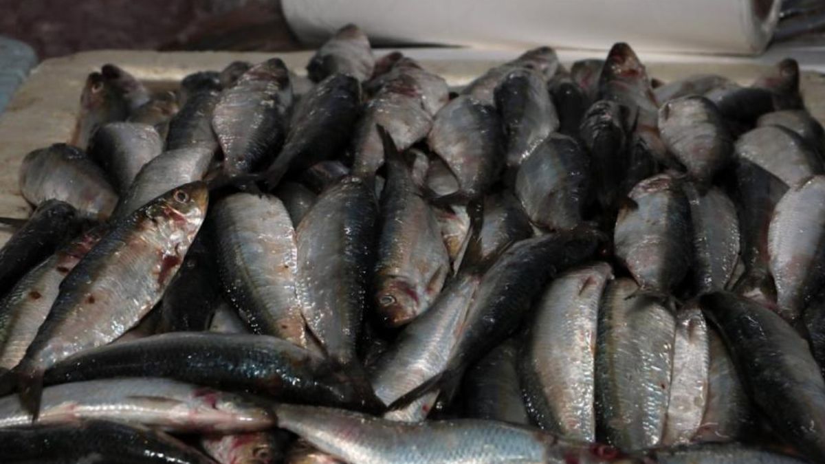 Santos realiza tradicional Campanha do Pescado nesta Sexta-feira Santa; confira