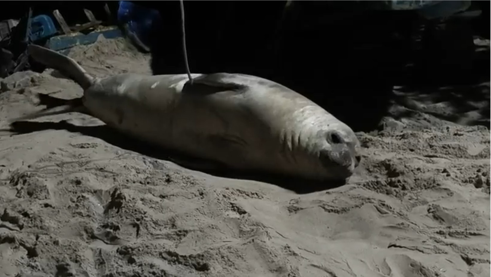 VÍDEO: Elefante-marinho é avistado ‘descansando’ em praia de São Sebastião, SP