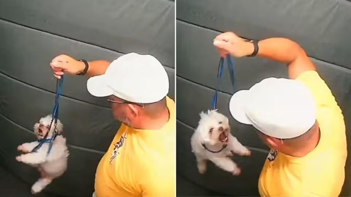 Justiça manda devolver cachorro agredido a tutor em Praia Grande