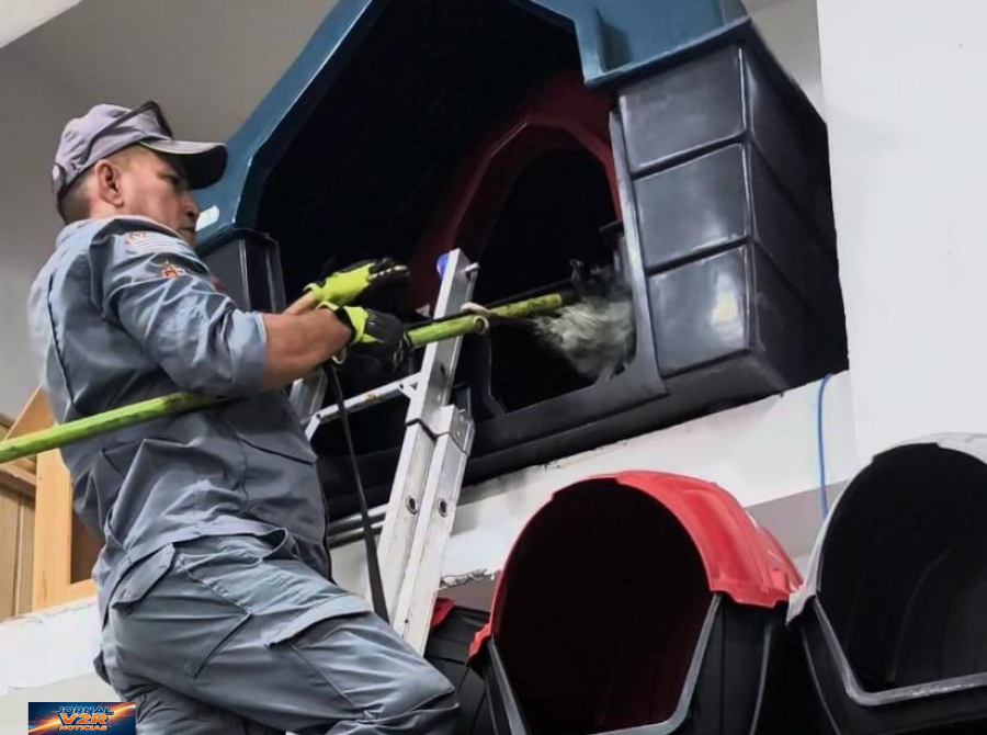 Gambá invade comércio em Ubatuba e mobiliza Corpo de Bombeiros