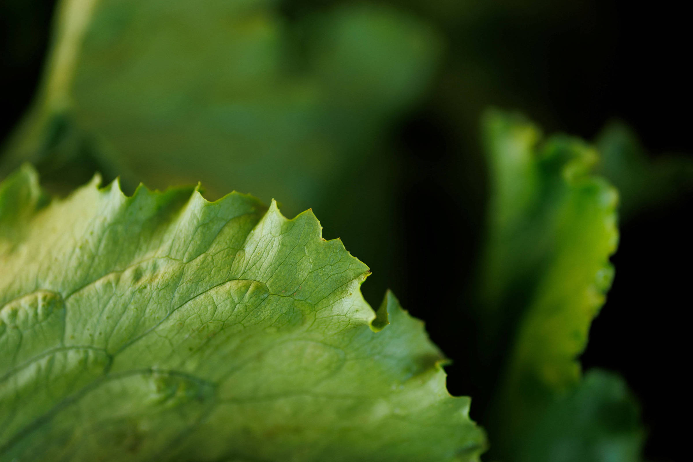 Quando o perigo mora na salada, não na carne crua