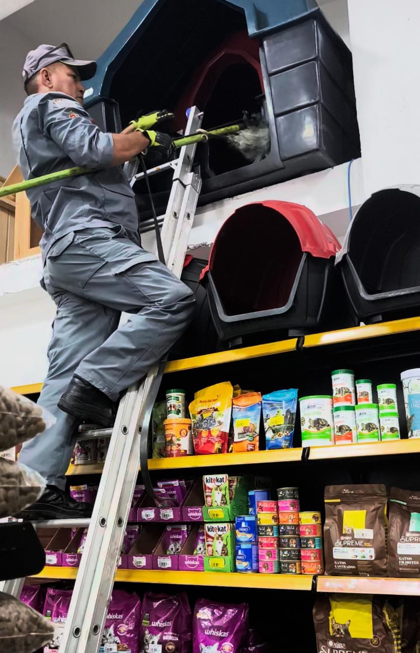 Saruê visita casa de rações e é resgatado em Ubatuba