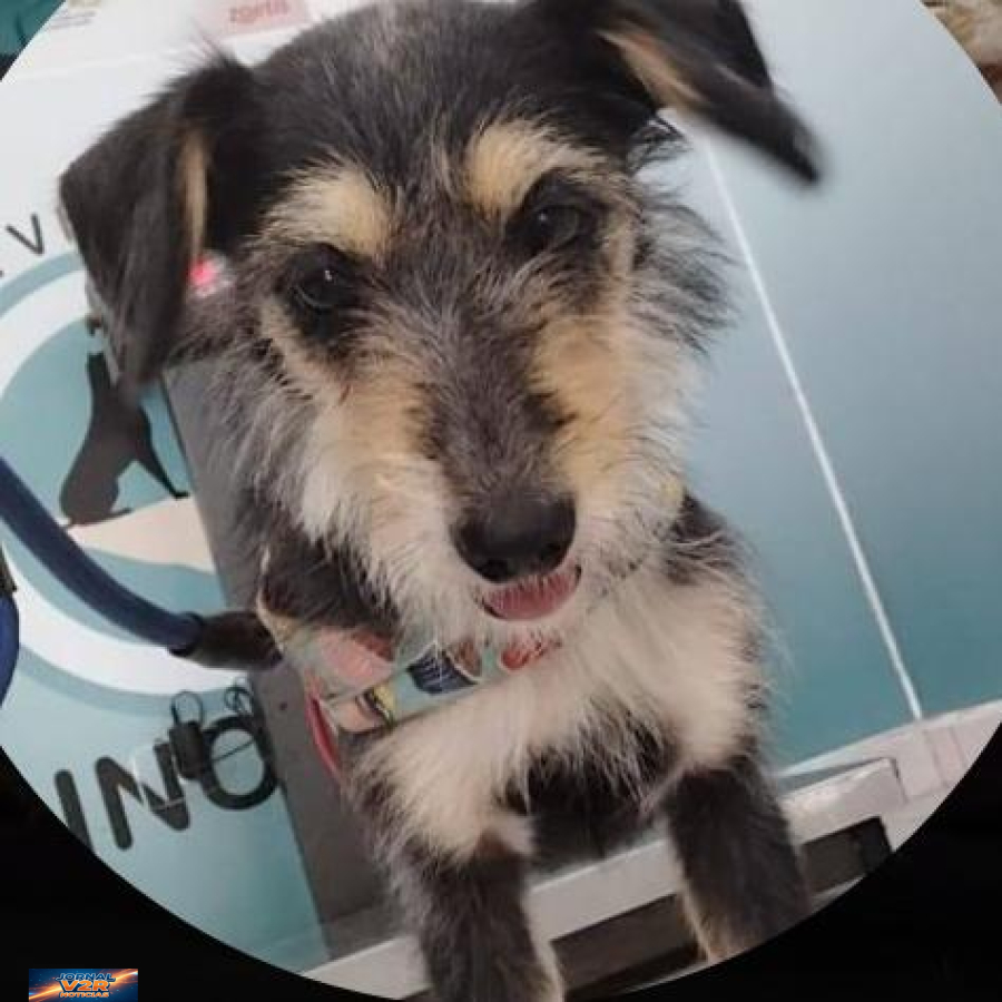 Possível caso de maus-tratos a cadela gera comoção em Caraguatatuba e segue em apuração