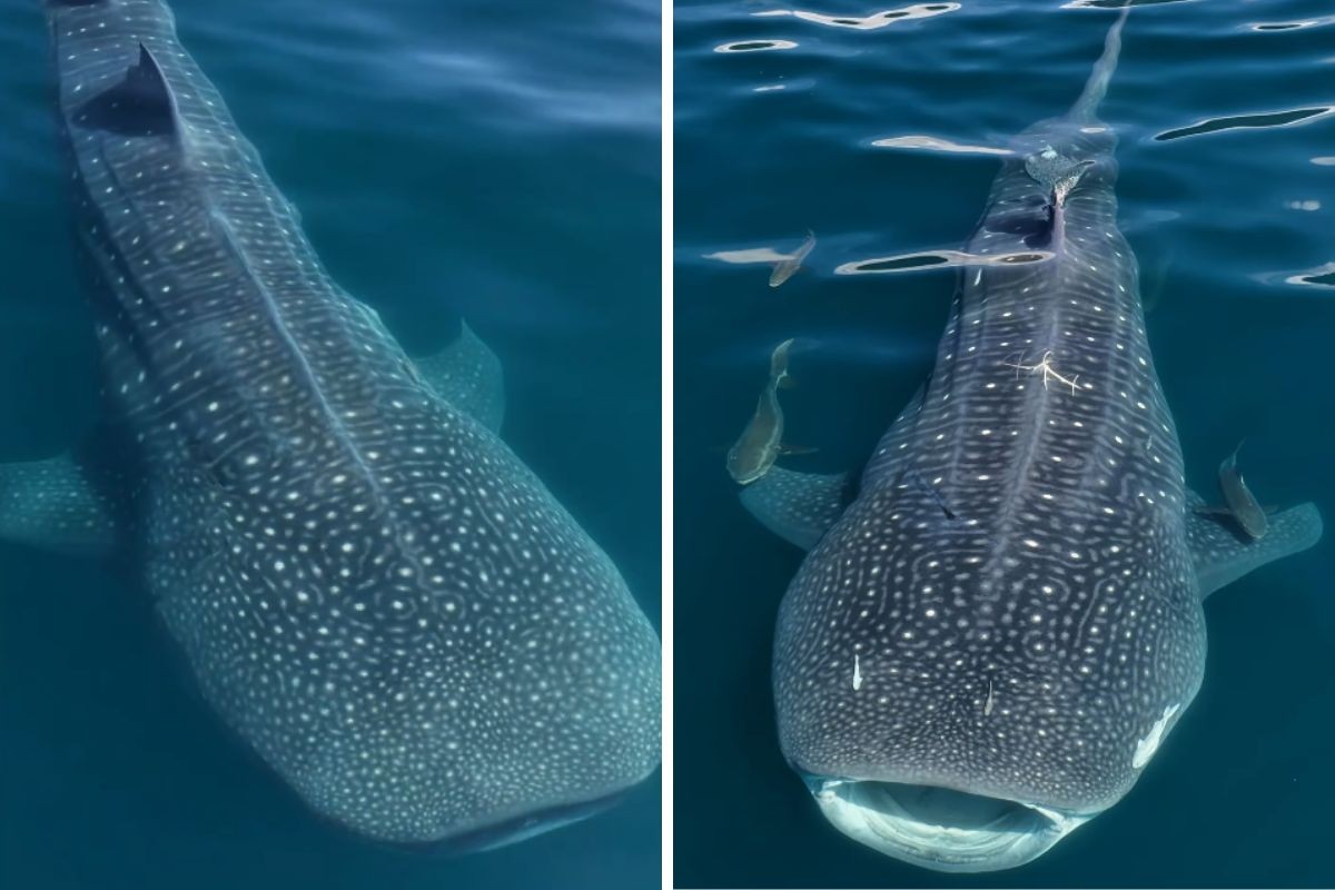 VÍDEO mostra passagem de tubarões-baleia em Ilhabela, no Litoral Norte de SP: “Animais incríveis”, diz fotógrafo