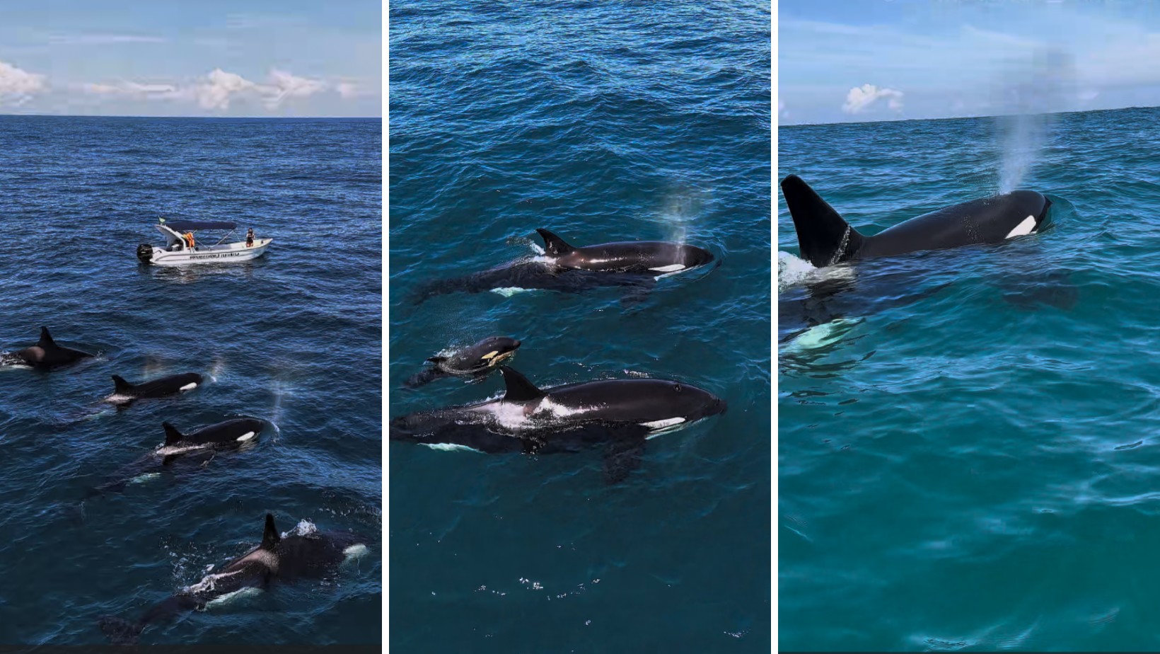 VÍDEO: Grupo de orcas é flagrado nadando no mar de Ilhabela e encanta turistas no litoral de SP