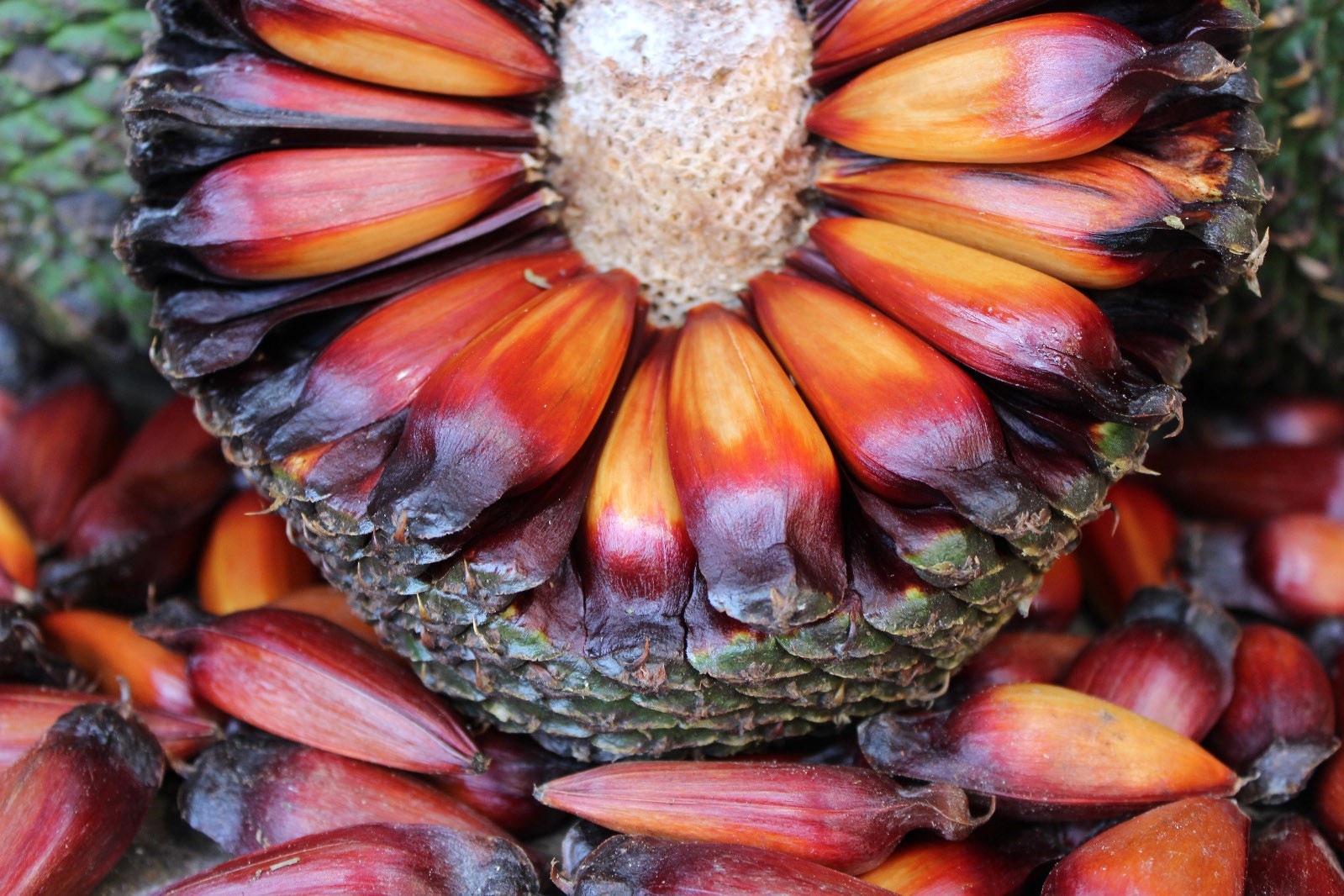 Da tradição indígena à alta gastronomia: como o pinhão virou símbolo cultural e econômico de Cunha