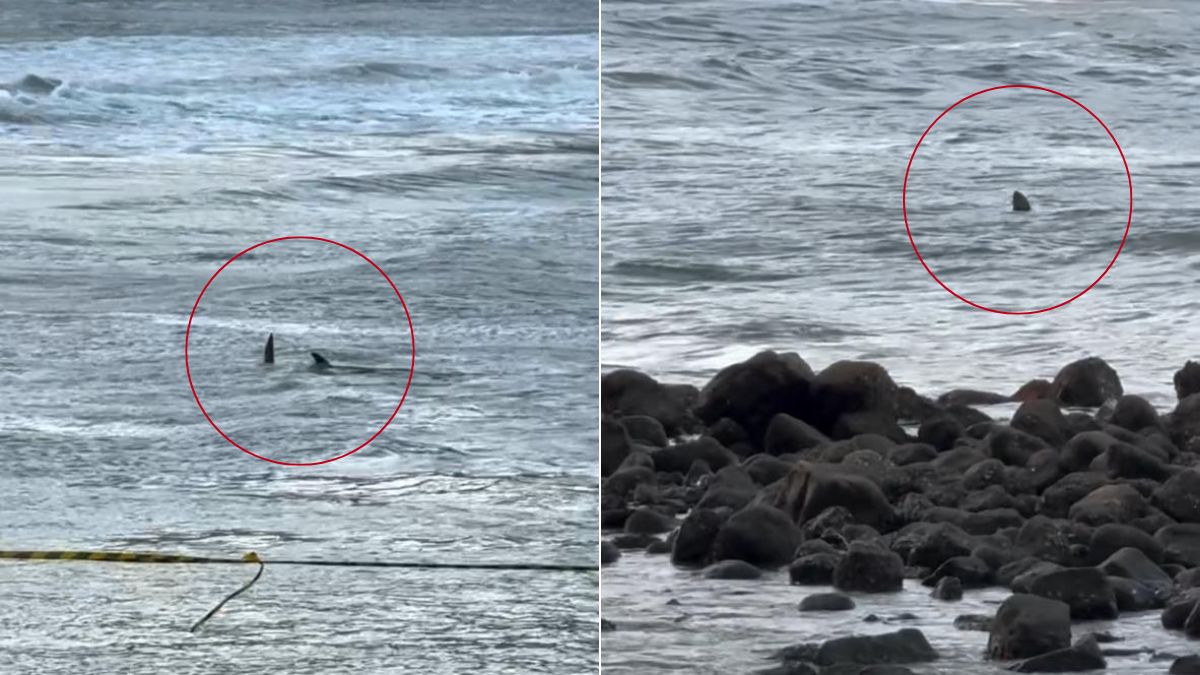VÍDEO: Tubarão é flagrado a poucos metros de crianças em praia do Guarujá