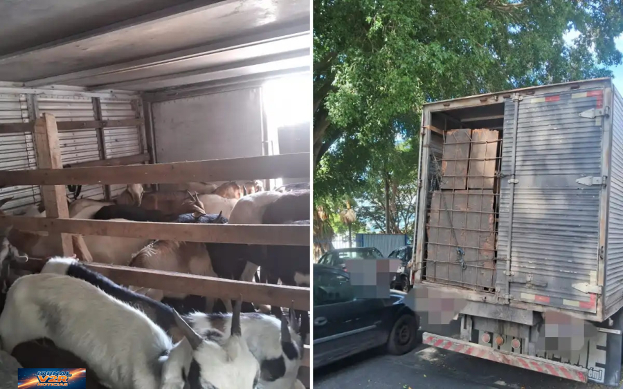 Polícia Rodoviária flagra 130 animais em transporte irregular e detém motorista em Atibaia