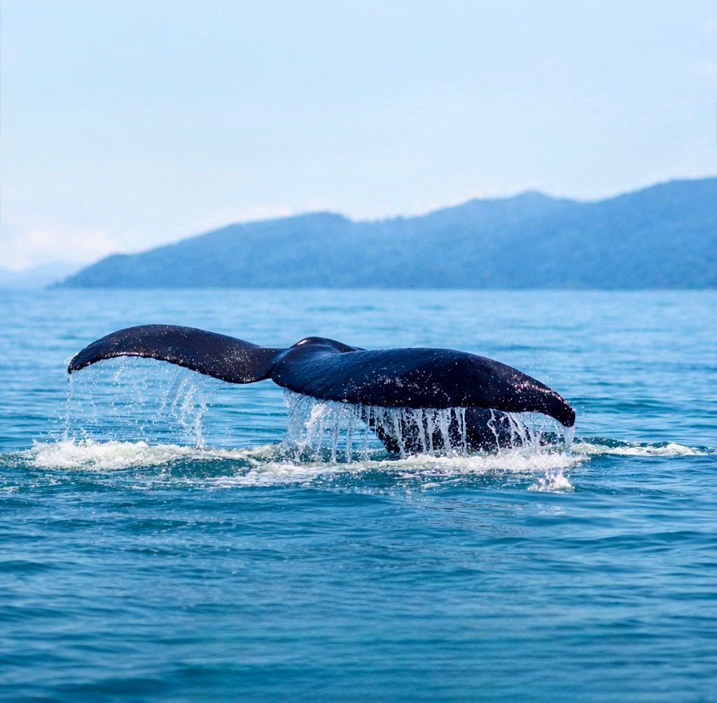 Show no mar: 1ª baleia da temporada 2026 é avistada em Ilhabela