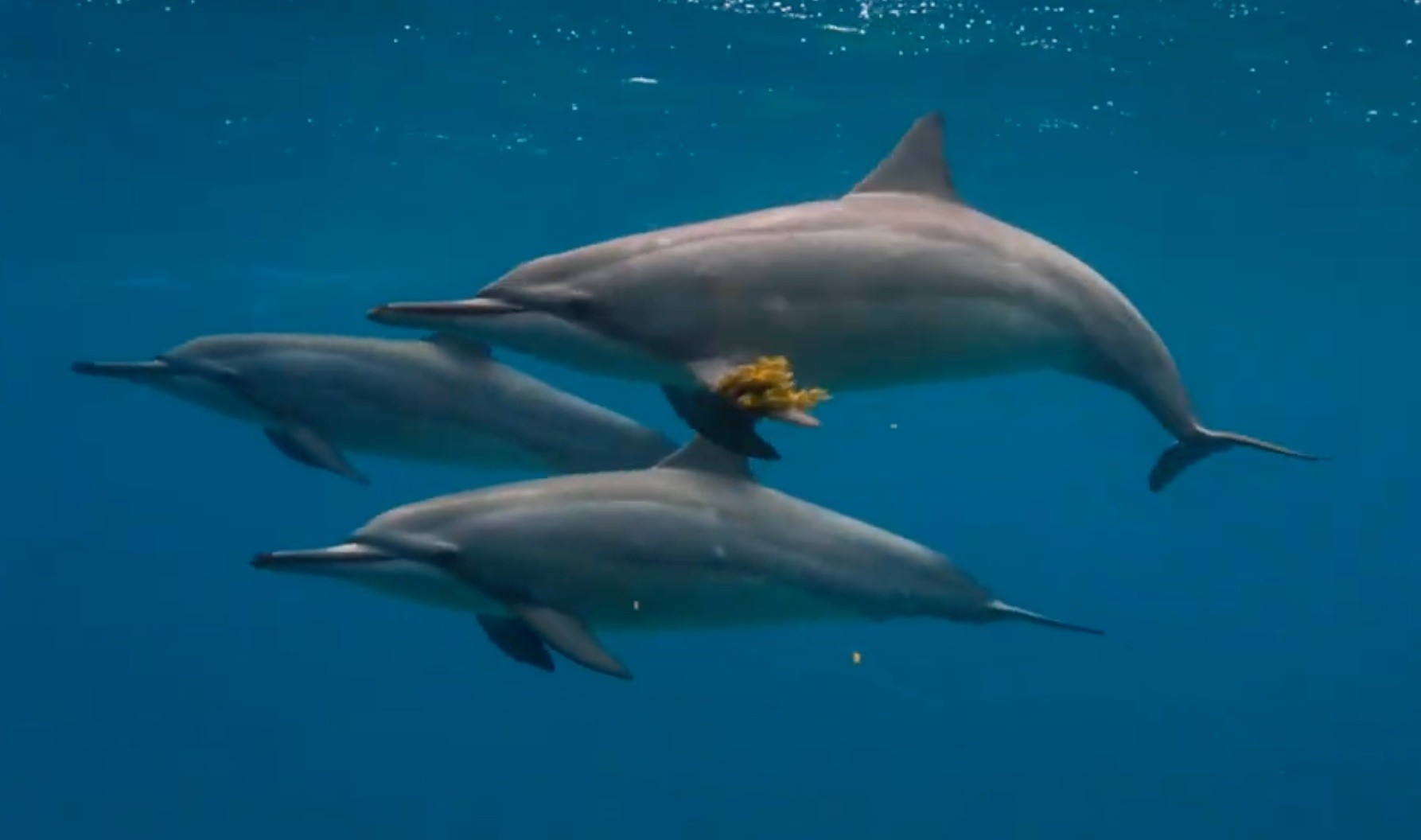 Estamos perto de entender o que os animais querem dizer para nós?