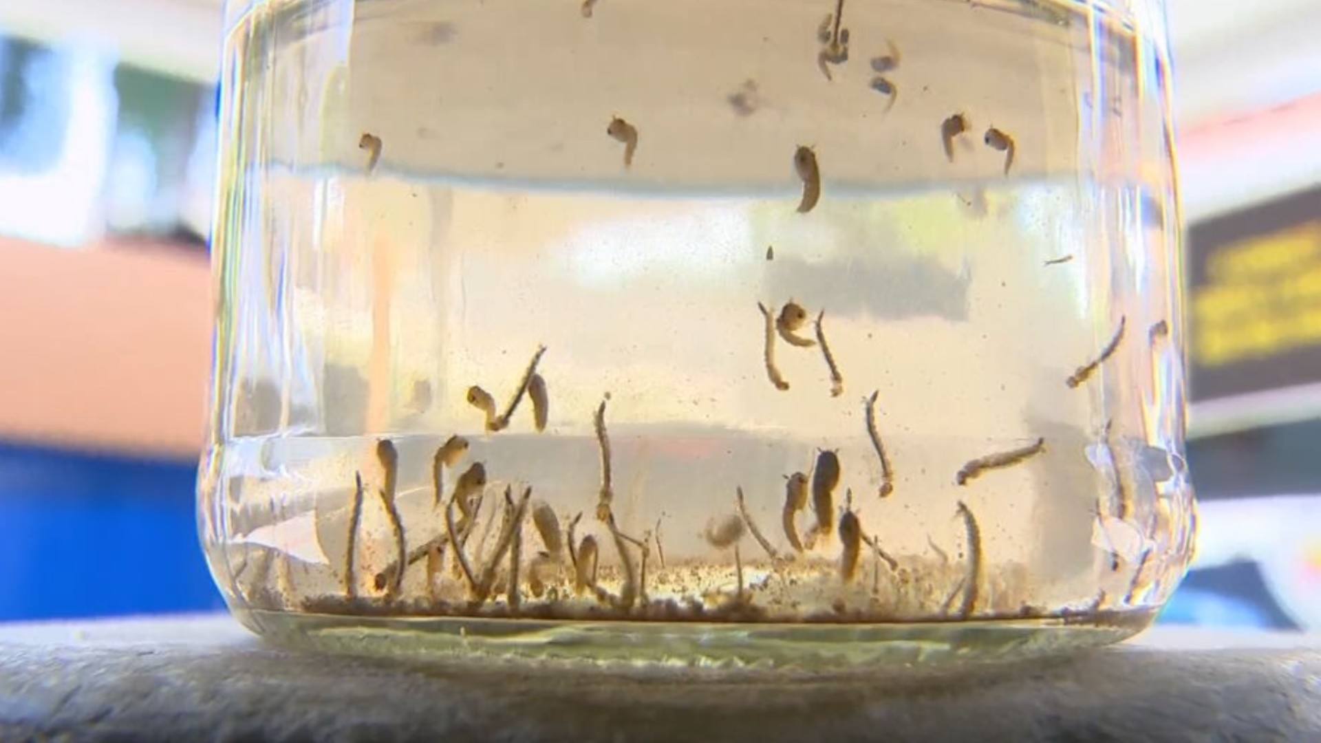 Prefeitura de Lagoinha confirma mortes de duas pessoas por febre amarela