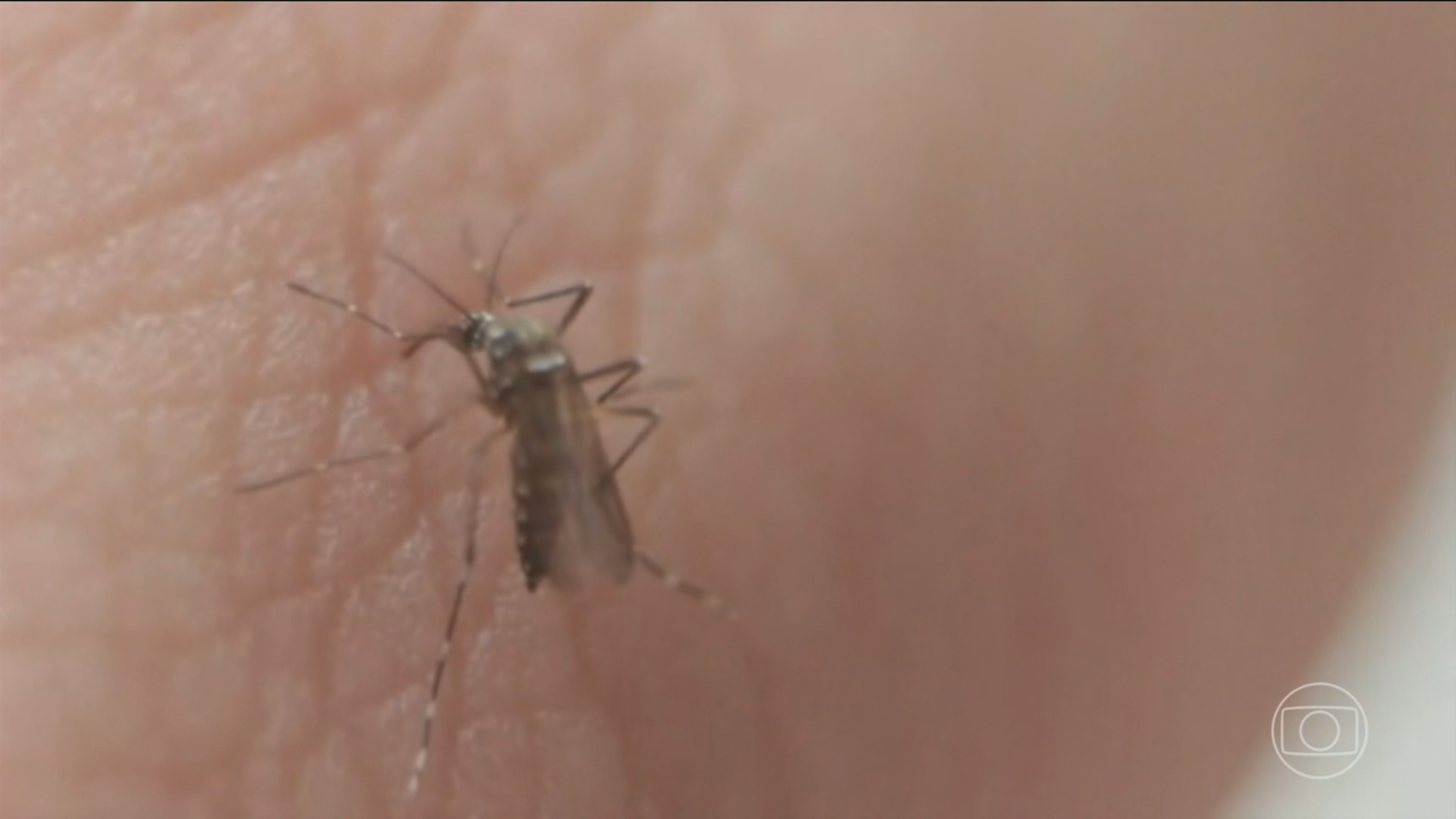 Taubaté confirma primeira morte por dengue em 2026, após decretar epidemia da doença