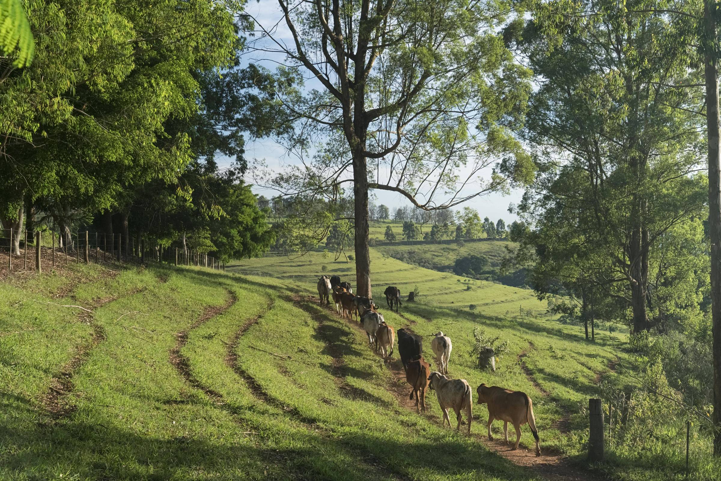 Fazenda em Pardinho (SP) terá trilha com degustação de queijos e vinhos