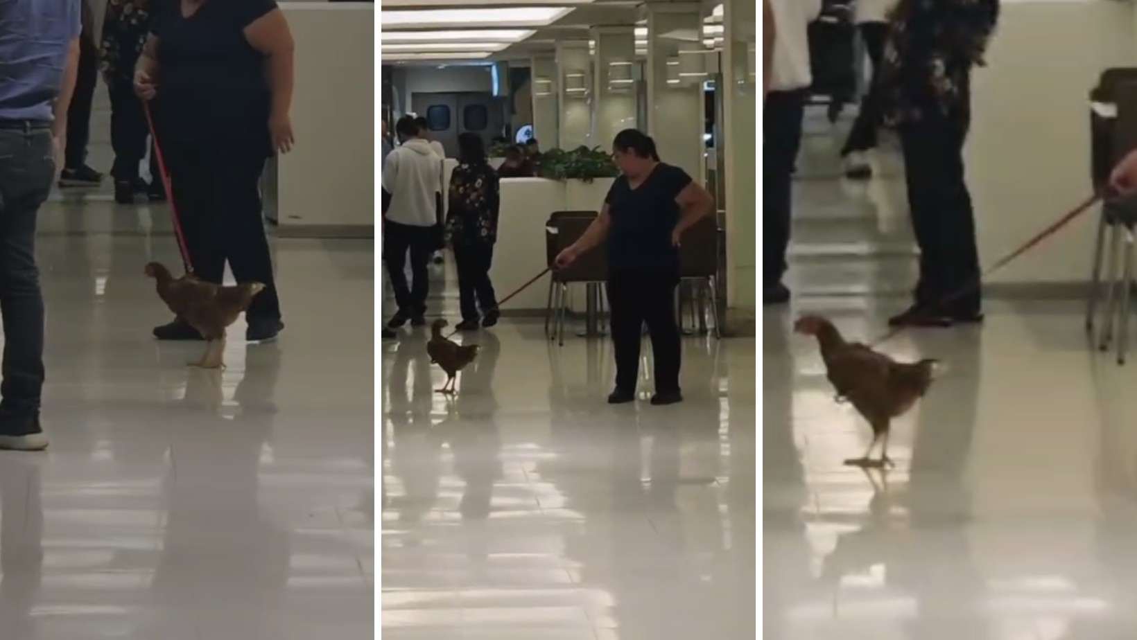 Luzes, barulho e estresse: quais são os riscos para animais exóticos em shoppings após vídeos de galinha e cobra viralizarem