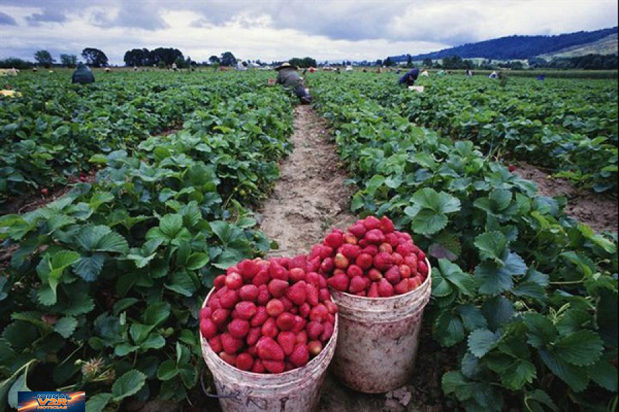 Atibaia promove Dia de Campo do Morango com foco em tecnologia, segurança e aumento da produtividade